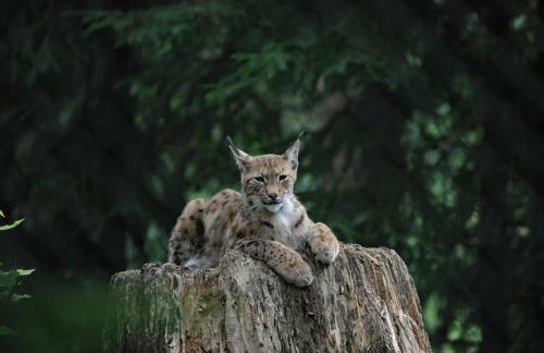 Ferienwohnung Dimpfl-Stad´l Fam. Lemberger - Foto 17