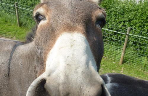 Obst- und Ferienhof Gomeringer - Foto 8