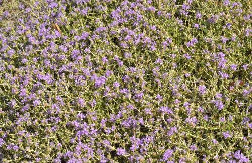 Με θέα το χωριό & το όρος Ζευς! - Foto 45