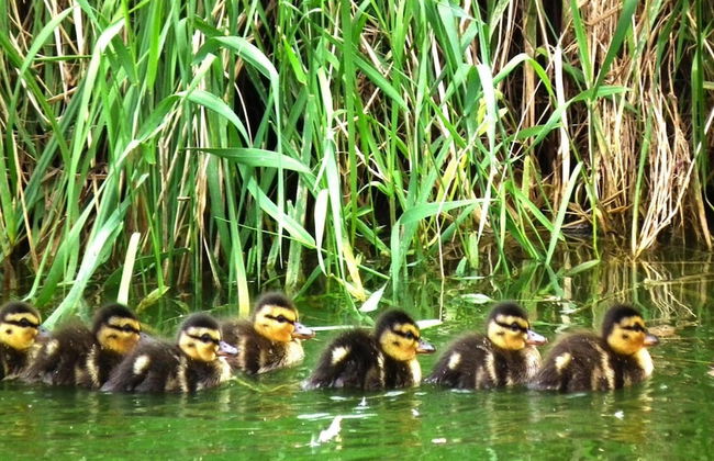 Ferienhaus Spreeidyll, Schlepzig - Foto 16
