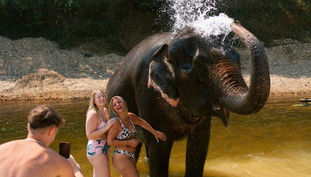 Take photos next to elephants