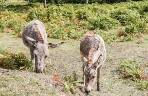 Oakapple Cottage - Photo 44