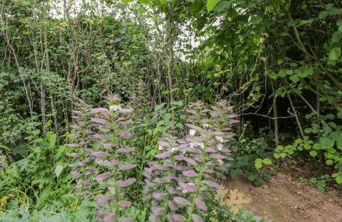 White Roses - Foto 46