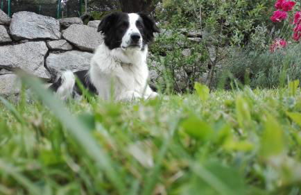 Mair am Graben Farm Chalets - Foto 3