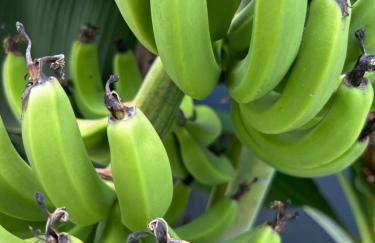 Artistic Retreat, King Suite with Private Balcony! - Foto 68