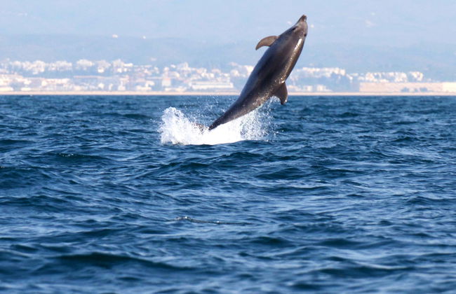 Avistamiento de delfines en Tavira - Foto 1