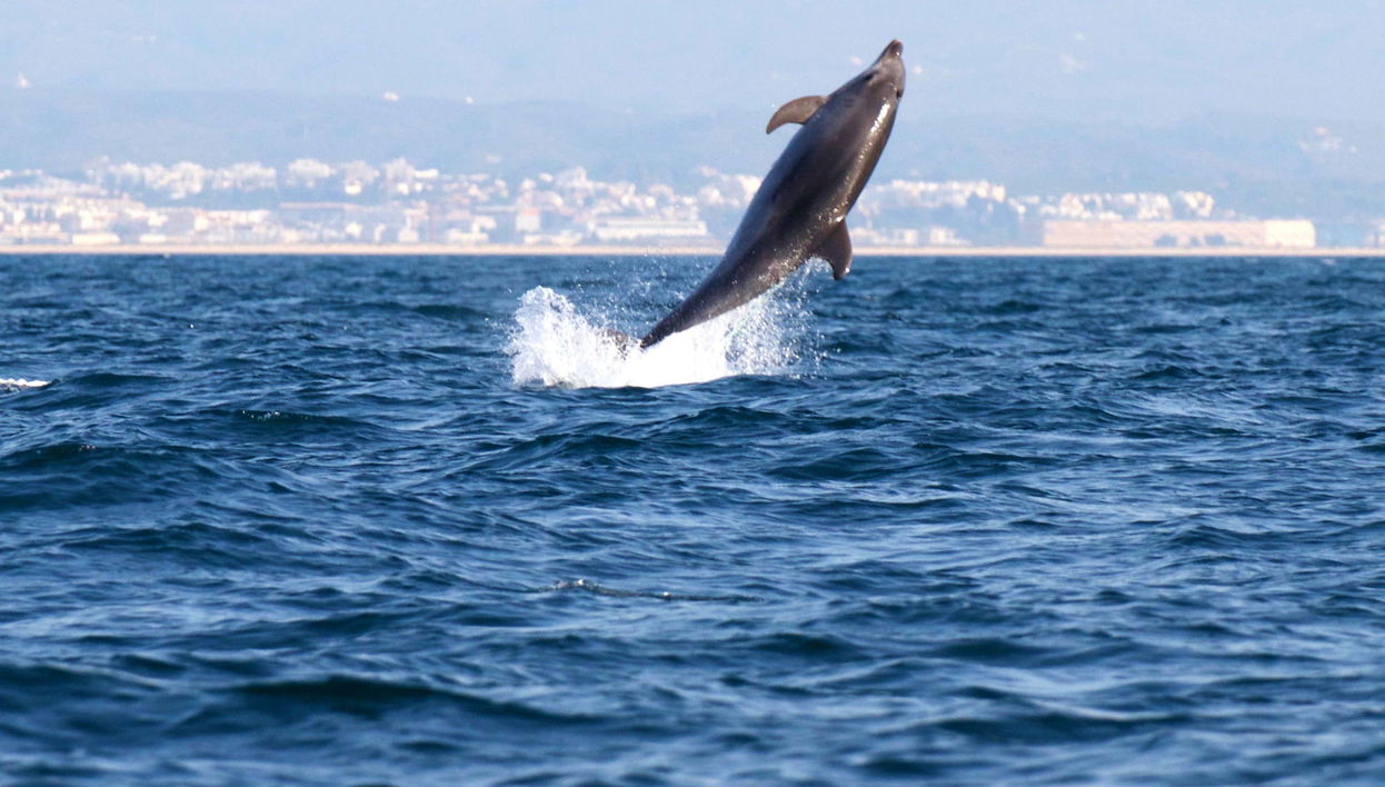 Avistamiento de delfines en Tavira