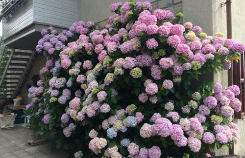 Casa Ortensia - Foto 25