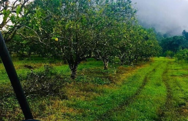 Orchard House - Photo 28