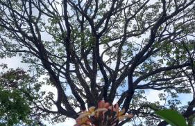 Sítio Aconchegante Familiar - Photo 9