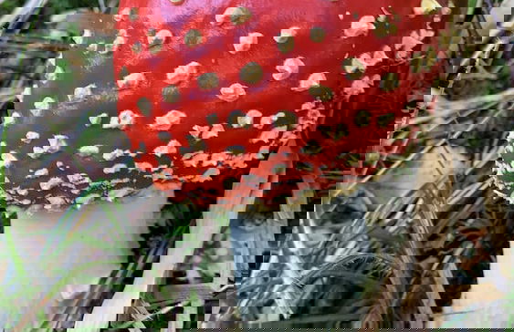 Apartment Schwarz Waldperle - Foto 27