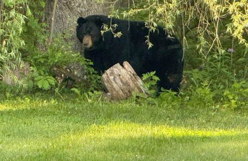 Cozy Lake House - Salisbury/Lakeville - Foto 23
