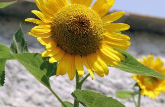 Case Natura - Foto 17