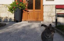 "Cattus" studio apartman - Foto 12