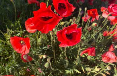 Masseria Causio - Foto 19