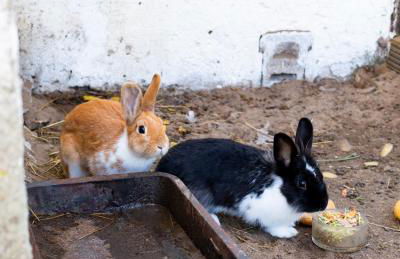 Maisonette FeWo im Haus Liane - Ferienhof by Baltic Home - Foto 23