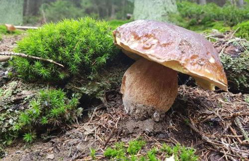 Frankenwaldhaus Comfortable Holiday Residence - Foto 13