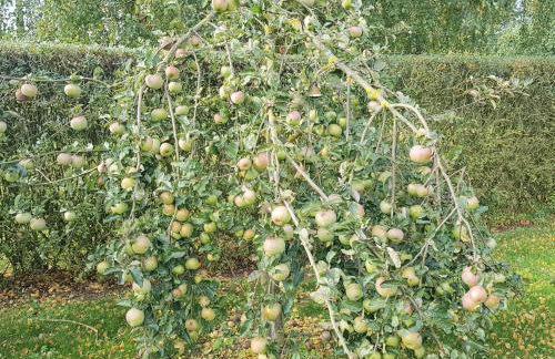 Ferienhäuser Salzhaff-Romantik - Foto 63