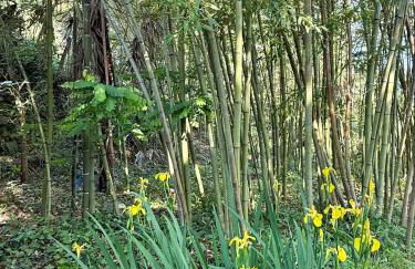 Bambou Studio, Cocon nature - Foto 27