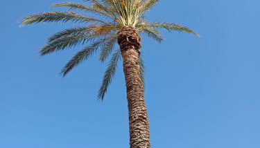 CASA VACANZA LA PALMA one MARINELLA DI SELINUNTE ONE - Foto 3