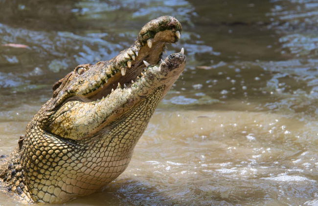 Day Trip to Hartley's Crocodile Adventures - Photo 1
