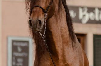 Finca Agroturismo Son Menut - Foto 99