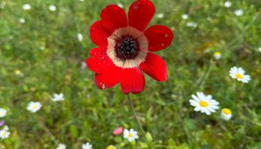 Kyparissia De Wandelboom - Foto 3