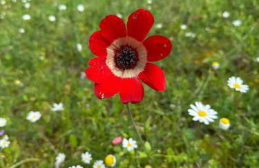 Kyparissia De Wandelboom - Foto 3