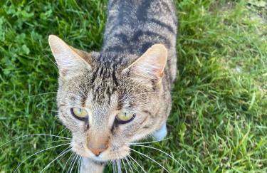 Ferienhof Morich - Urlaub auf dem Bauernhof im Harz - Foto 23