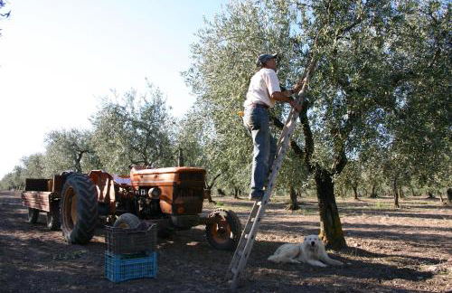 Masseria Sant'Agapito - Foto 47
