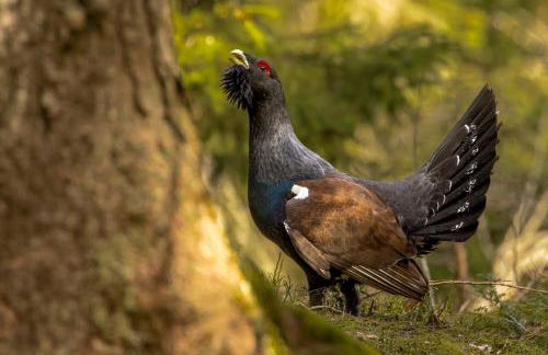 L'Orgelétaine : Grande Maison au milieu des Lacs du Jura - Foto 67