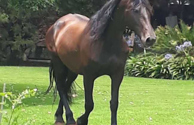 Perdehoek Venue - Foto 9