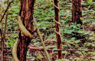 Secluded Watertree Tiny House near Old Hickory Lake – Private Deck, Trails & Breakfast - Foto 59