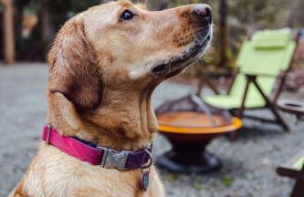 Wild Dog Cabin - Photo 39