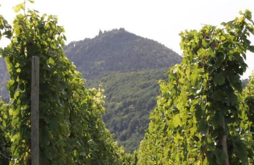 Apartment in Dambach near Vineyards - Foto 22