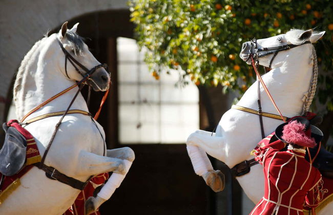 Spettacolo equestre alle Caballerizas Reales - Foto 6
