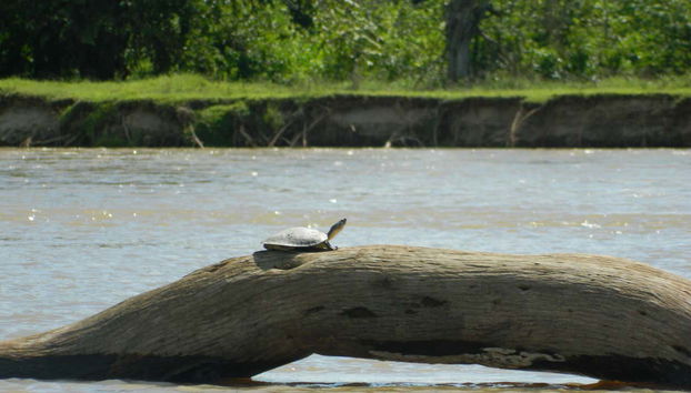 Make friends with the locals