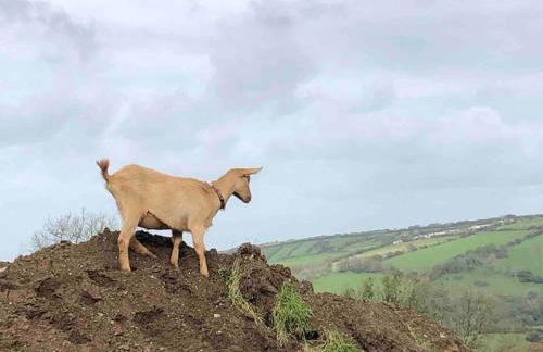 Bramble Cottage on the edge of Exmoor - Foto 24