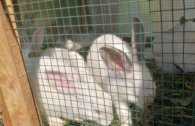 In-Africa Stay - Foto 30