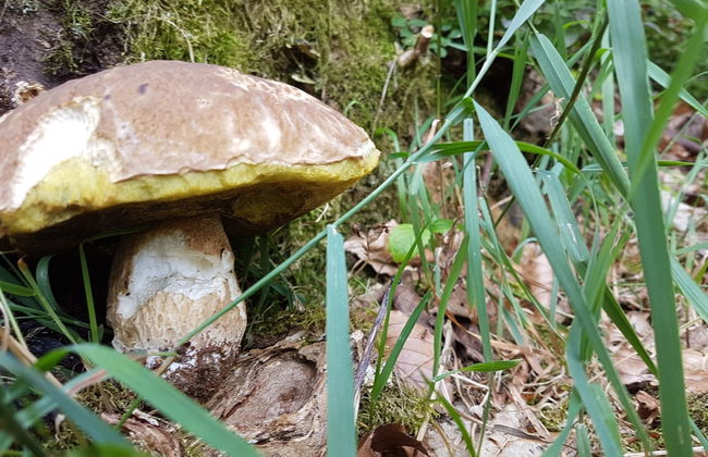 Ferienhaus Mauth - Foto 57