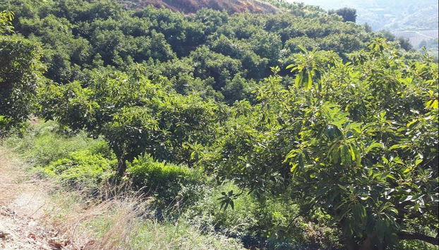 Tour in Frigiliana - Photo 5