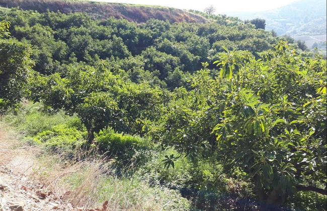 Tour in Frigiliana - Photo 5