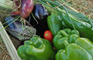 Azienda Agrituristica Baglio Carta - Foto 67