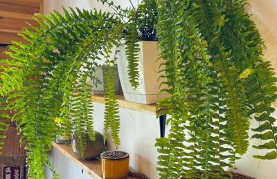 sKLONowane domki pod Czarną Górą - Foto 22