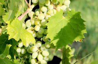 CHOÉ house - Foto 37