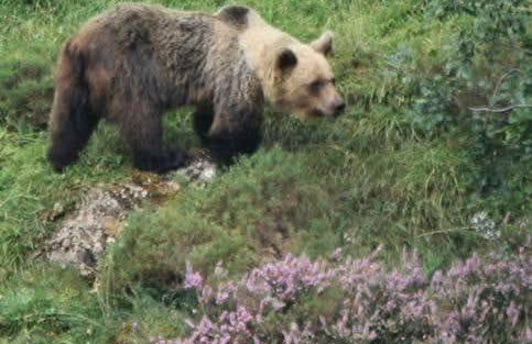 La Vega De Somiedo 2 - Foto 29