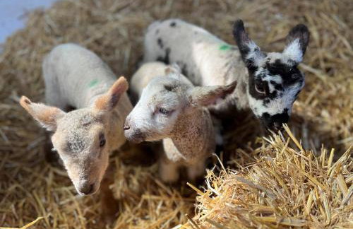 The Snuggery Broadclyst - Foto 29