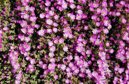 Villa Manuela sul mare - Foto 14