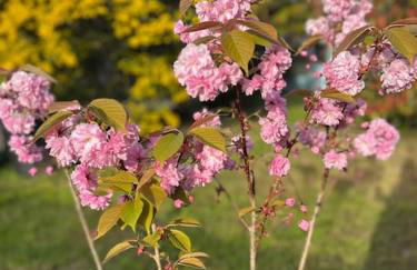 Charmant Cottage d'artistes - Foto 22