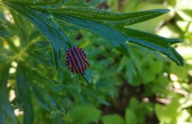 Ferienhaus ROSENHOF Vulkaneifel - Foto 36